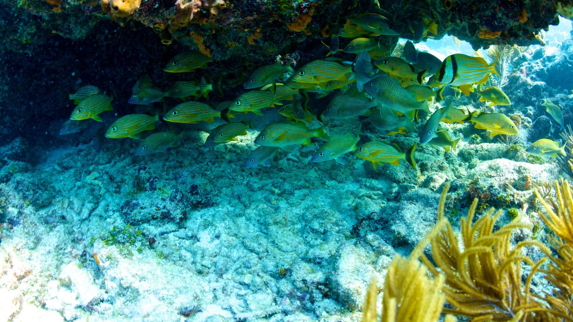 Best Places To Dive In The Florida Keys 1 best diving fl keys