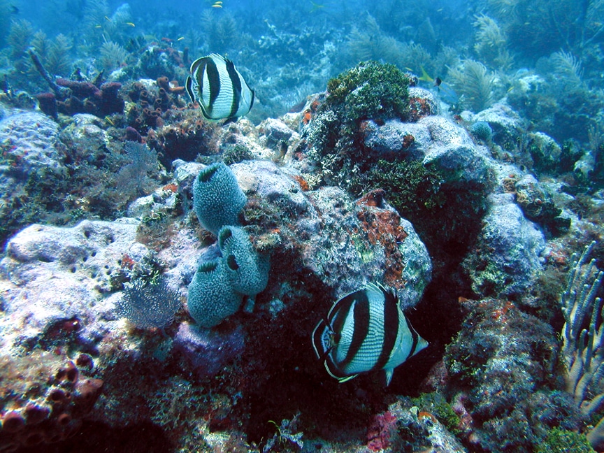 diving coffins patch marathon fl