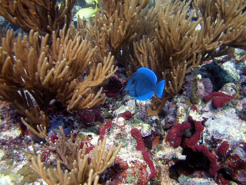 coffins patch marathon dive site