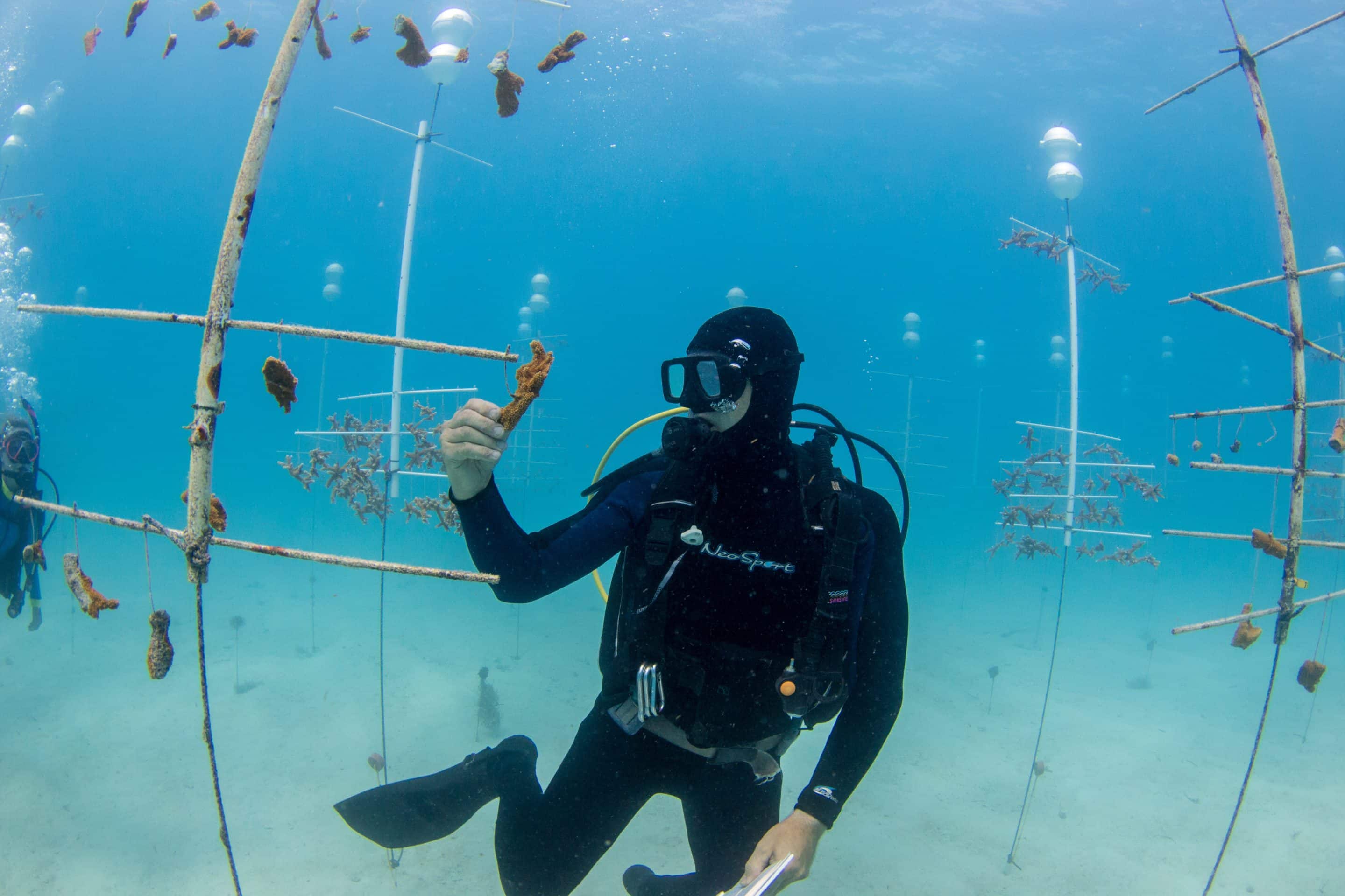 Coral Program 4 HollyRascheinNurseryDive 20180625 087 scaled