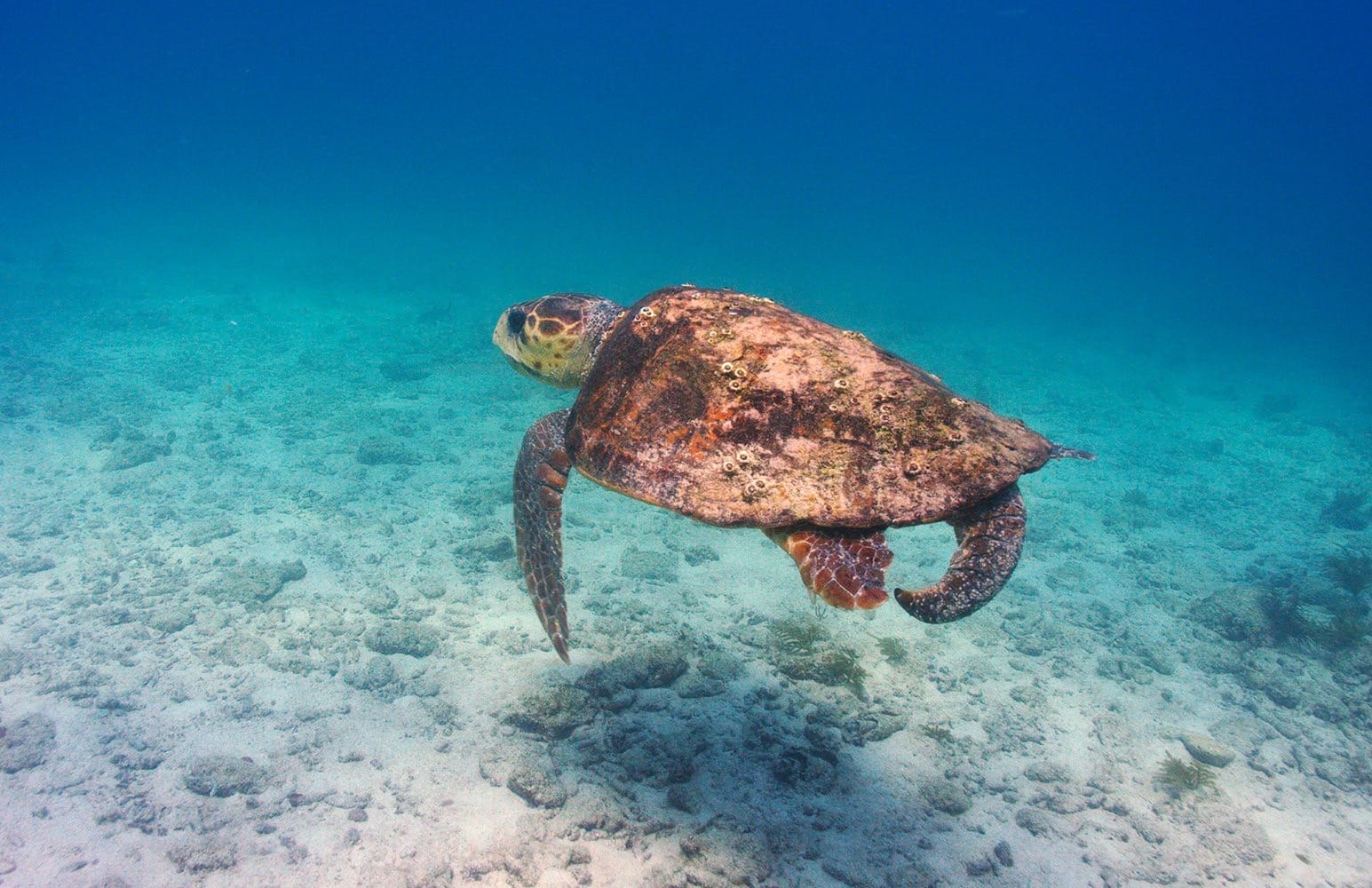 How To Prepare For Your First Scuba Dive 4 turtle swimming by on a dive trip