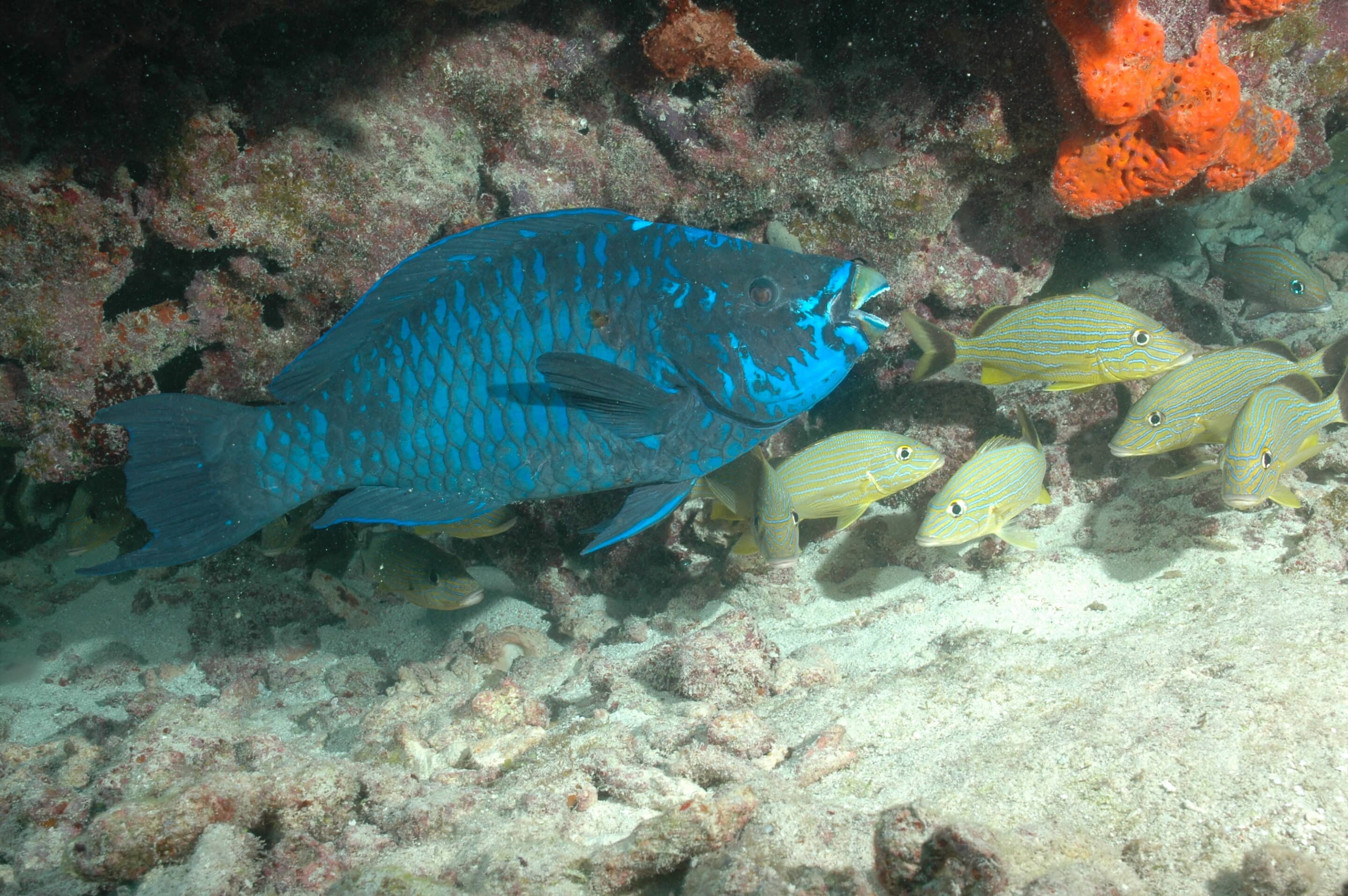 How To Prepare For Your First Scuba Dive 1 how to prepare for your first scuba dive