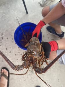lobster mini season 2025