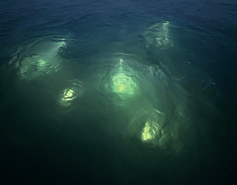 Night Scuba Diving in the Florida Keys: Top Tips to Prepare