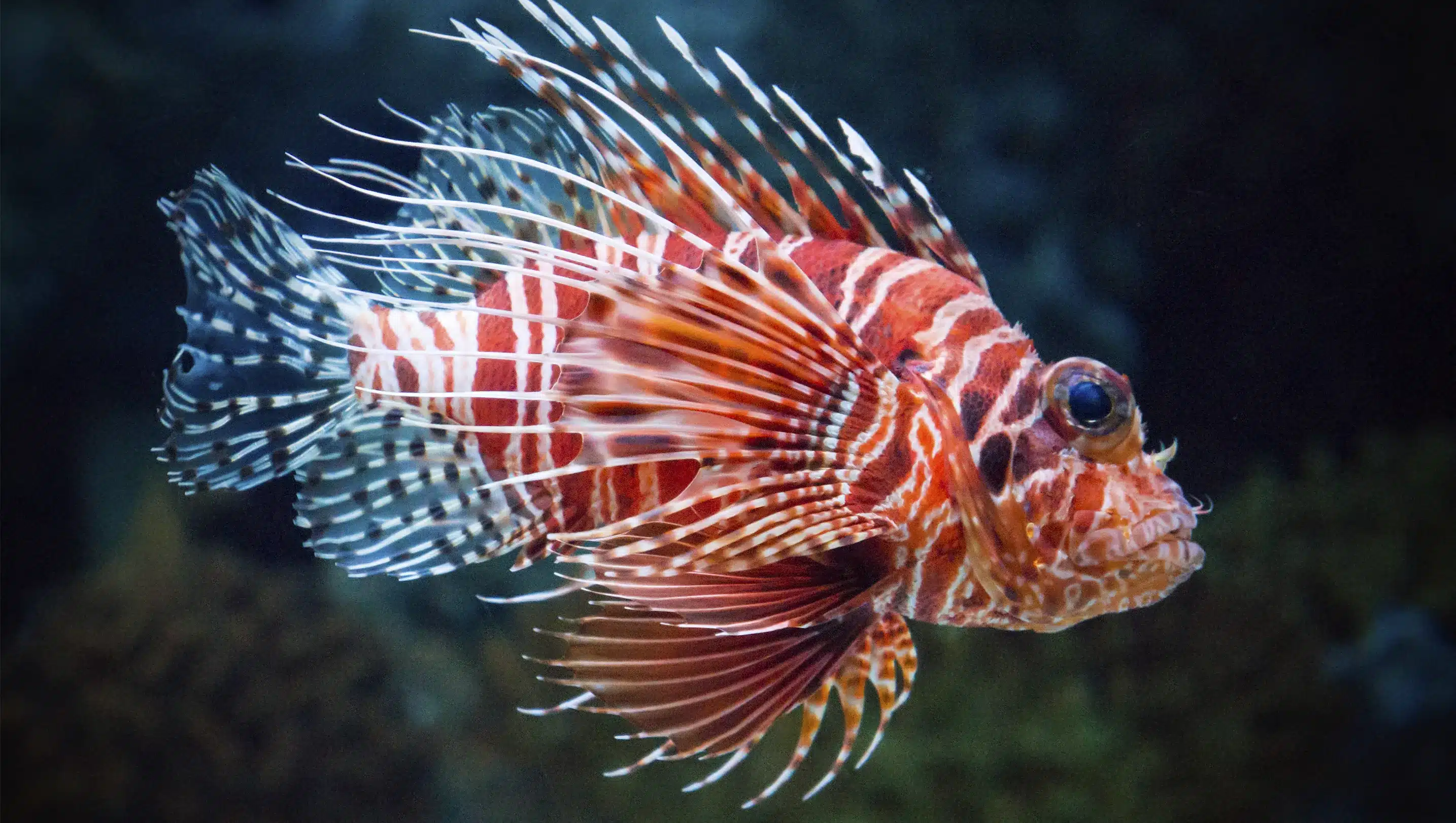 lionfish florida keys invasive why are lionfish invasive, lionfish florida keys